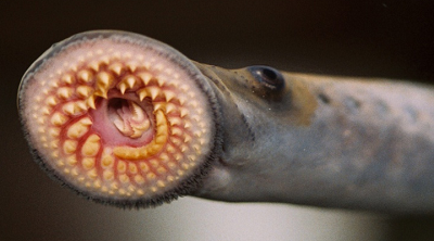 Sea Lamprey